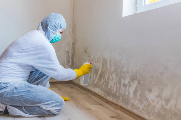 Black mold inspection in Helmetta